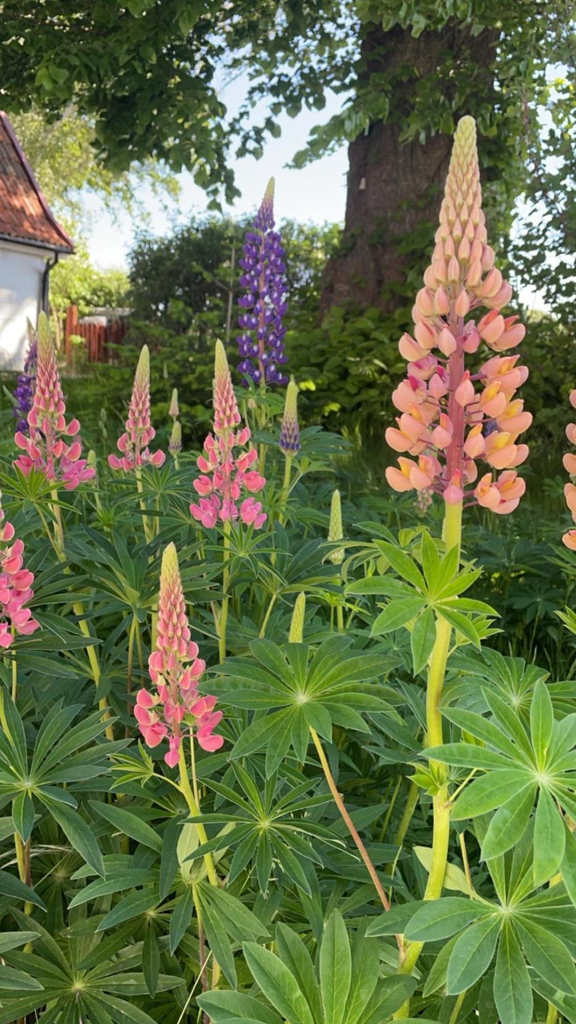 Trennegarden B&B Mjohult  ภายนอก รูปภาพ